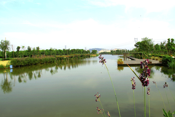 月城水系-黄港河IMG_0010.gif